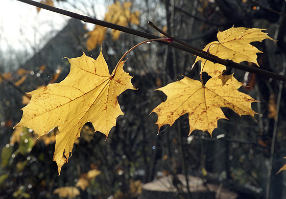 Maple leaves - smaller format