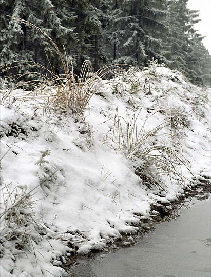 Grass - smaller format