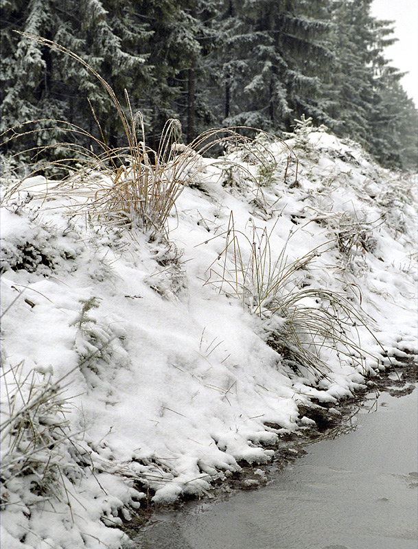 Grass - larger format