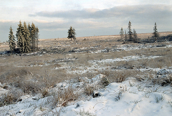Moor on "Tok Hill" - smaller format