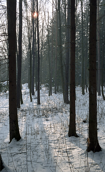 Low light - smaller format