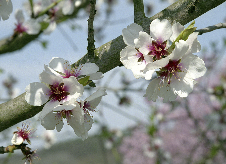 Almond flowers - larger format