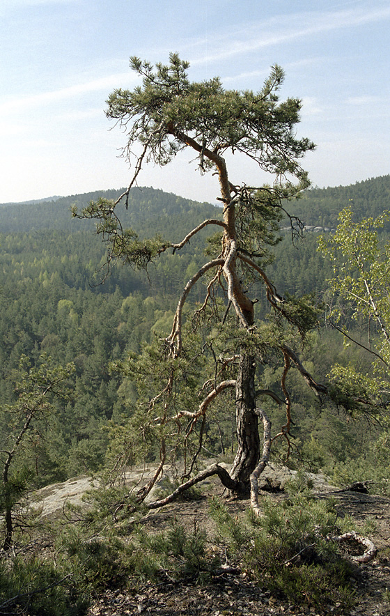 Na skle - vt formt