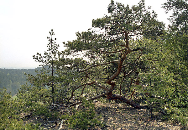 Pine - smaller format