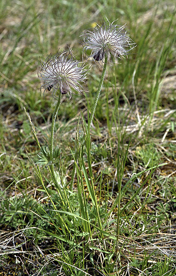 Overblown pasqueflower - smaller format