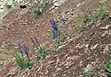 Salvia - main link