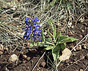 Salvia - main link