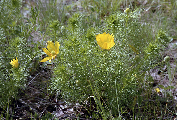 Pheasants eye - smaller format