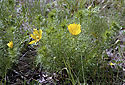 Pheasants eye - main link