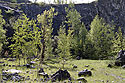 In the quarry - main link