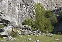 In the quarry - main link