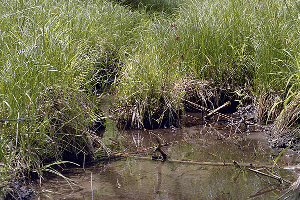 Creek - smaller format