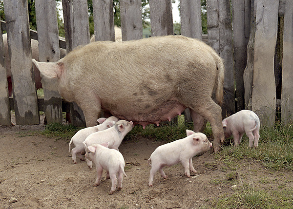Piglets - smaller format