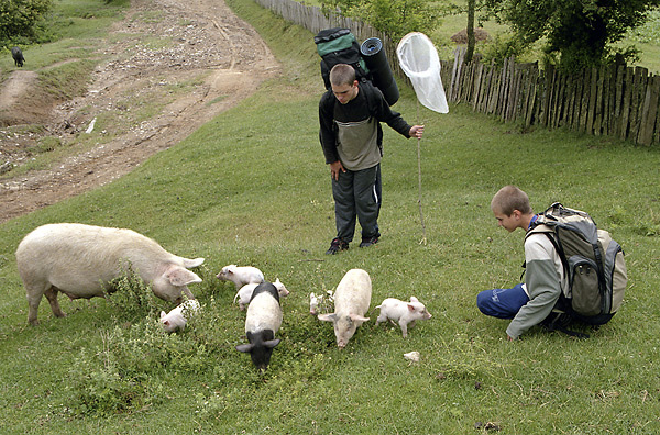 Piglets - smaller format