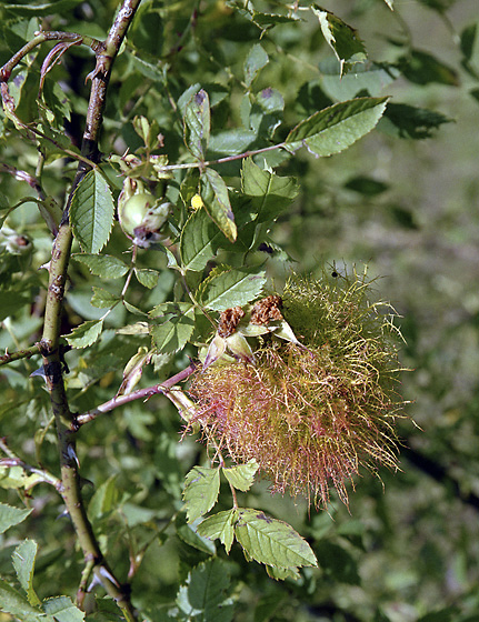 Gall - smaller format
