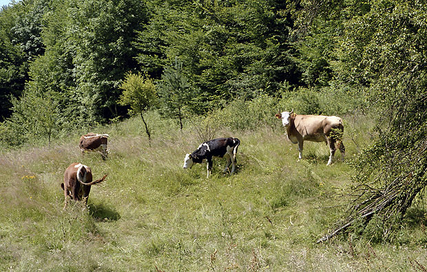 Pasture - smaller format