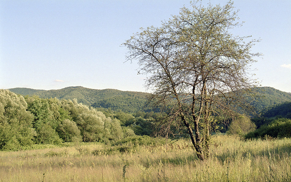 V dol Berzasca - vt formt