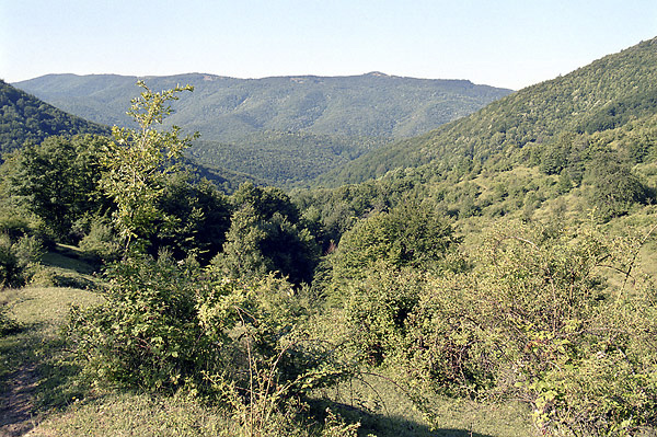 "Nettle" ridge - smaller format