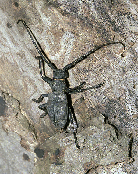 "Morimus funereus" - smaller format