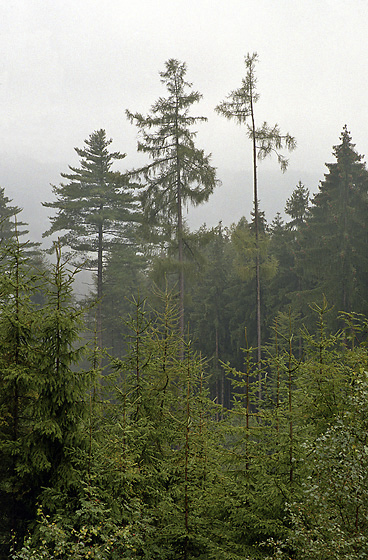 Larches - smaller format