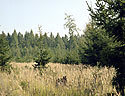 V trv - hlavn odkaz