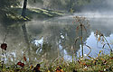Mlha na rybníku - hlavní odkaz