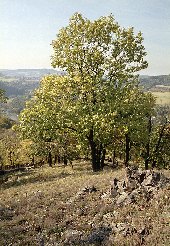 Cestou na Tovickou sklu - vt formt