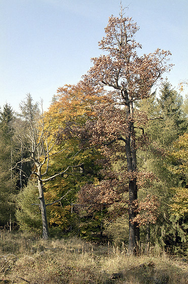 Old leaves - smaller format
