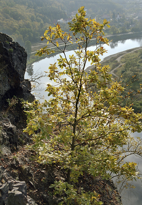 Ve srzech Zvolsk homole - vt formt