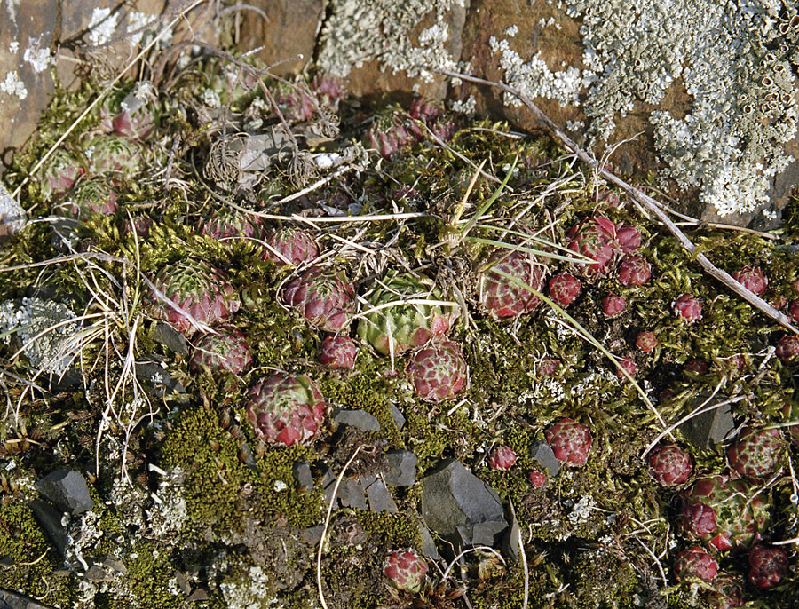 Sempervivum - larger format