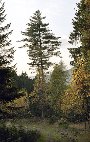Solitary larch - smaller format