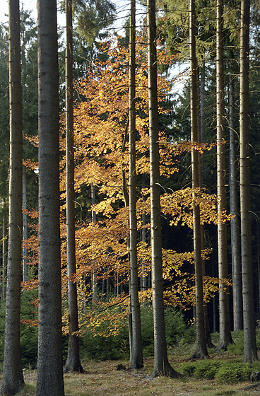 Podzim v lese - men formt