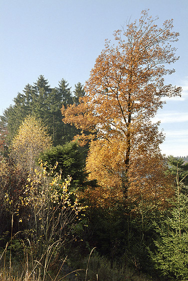 Autumn - smaller format