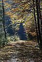 Light on the trail - main link
