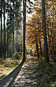 Light on the trail - main link