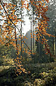 Branches - main link