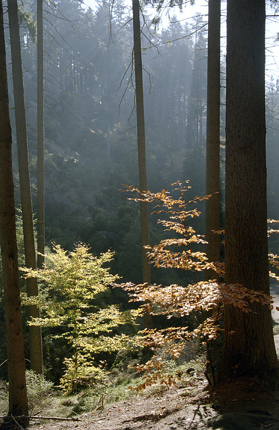 Light - larger format