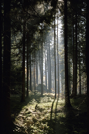 Light - smaller format