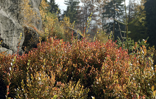 Bilberry - smaller format