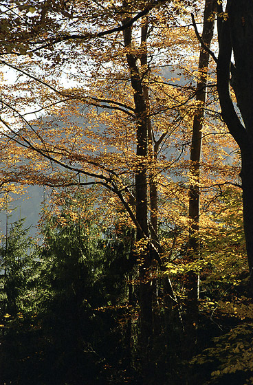 Autumn in rocks - smaller format