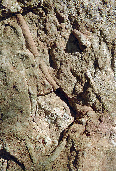 Bioturbace - men formt