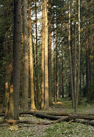 At the creek - smaller format