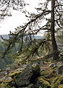 "Henrys Rock" - main link