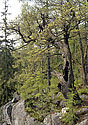 Old oak - main link
