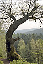 Old oak - main link