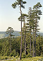 On the "Cat Hill" - main link