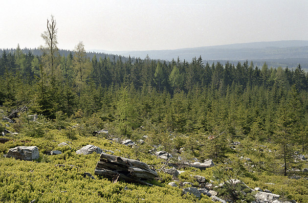 On the "Cat Hill" - smaller format