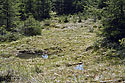 Peat bog - main link