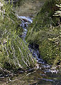 Creek - main link
