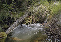 Creek - main link